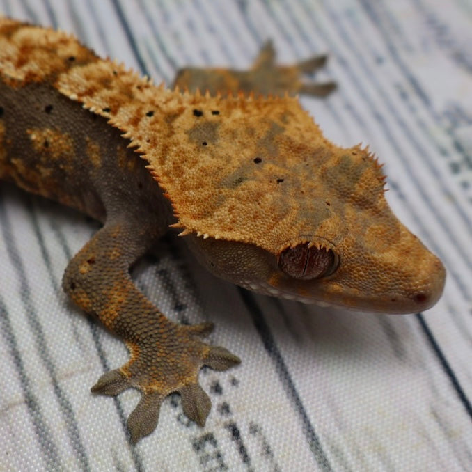 (#G132) Possible Fire Crested Gecko – Female Juvenile
