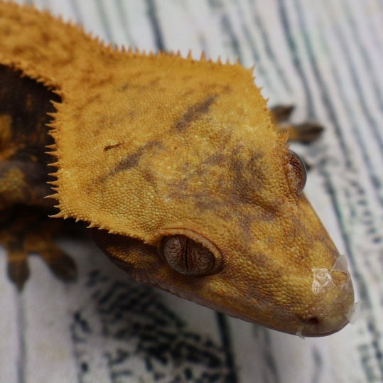 (#G126) Fire Quad Pinstripe Crested Gecko – Male Sub-Adult