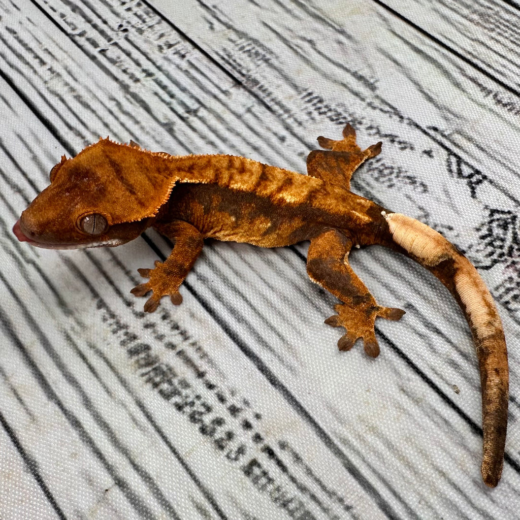 Harlequin Unsexed Crested Gecko (#R14)