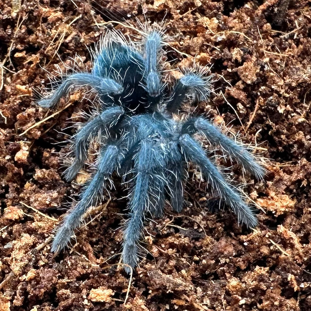 Phormictopus atrichomatus ~ (Red Island Tarantula) ½" – Unsexed Sling