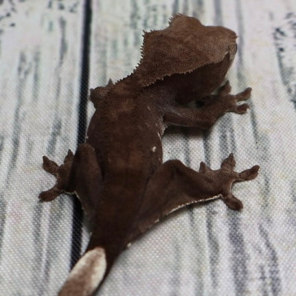 (#500) Phantom Axanthic Crested Gecko – Unsexed
