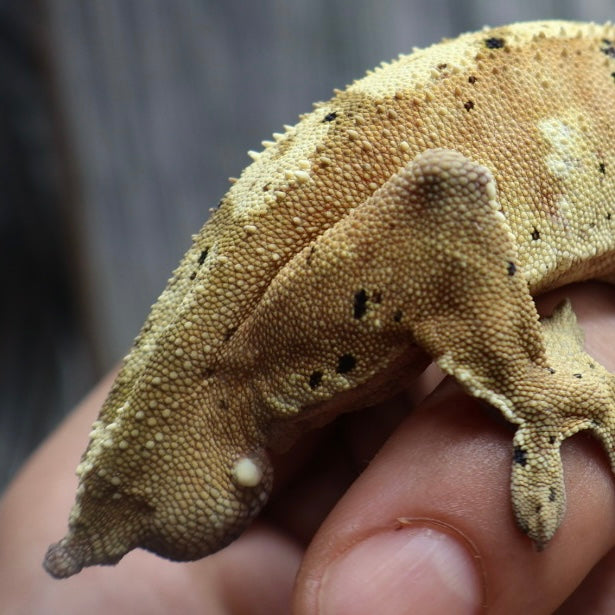 (#10) Yellow Harlequin Dalmatian Crested Gecko – Male Adult Proven Breeder