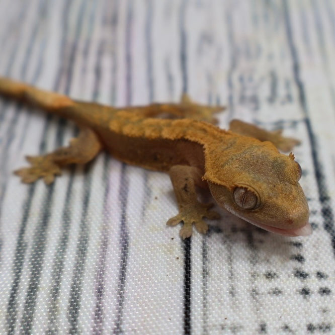 (#G200) Fire Crested Gecko – Baby Unsexed