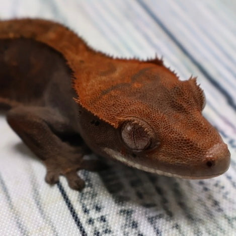 (#469) RCK Cappuccino Dalmatian Crested Gecko – Unsexed