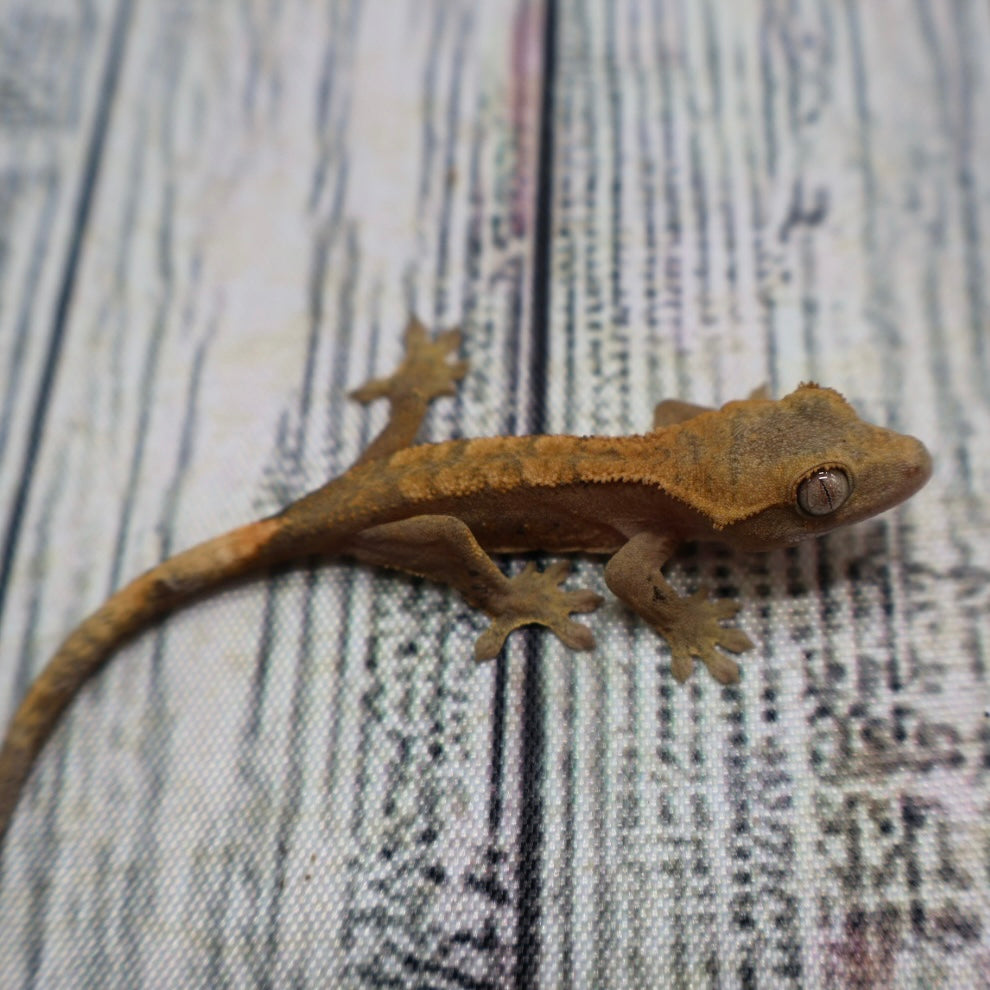 (#G200) Fire Crested Gecko – Baby Unsexed