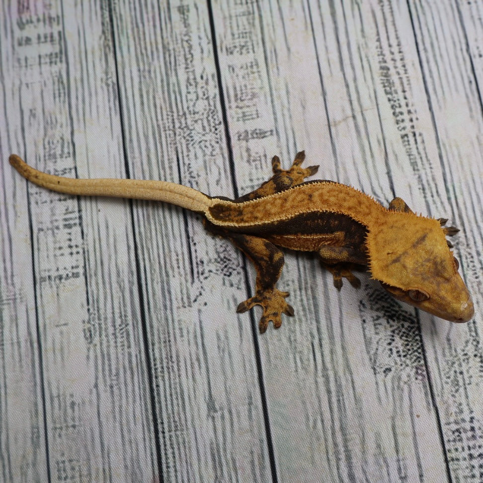 (#G126) Fire Quad Pinstripe Crested Gecko – Male Sub-Adult