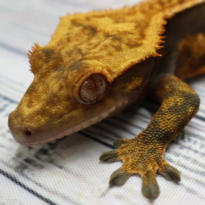 (#214) Quad Pinstripe Softscale Emptyback Crested Gecko – Male Sub-Adult
