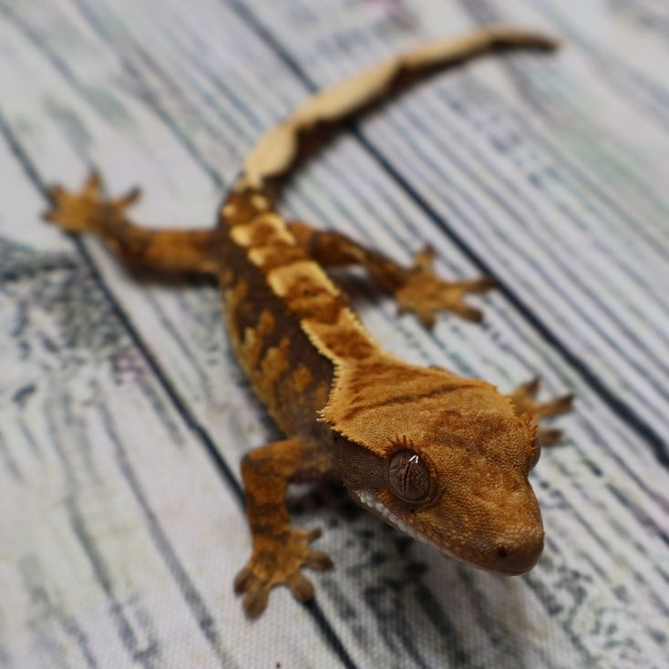 (#R6) Harlequin Unsexed Crested Gecko