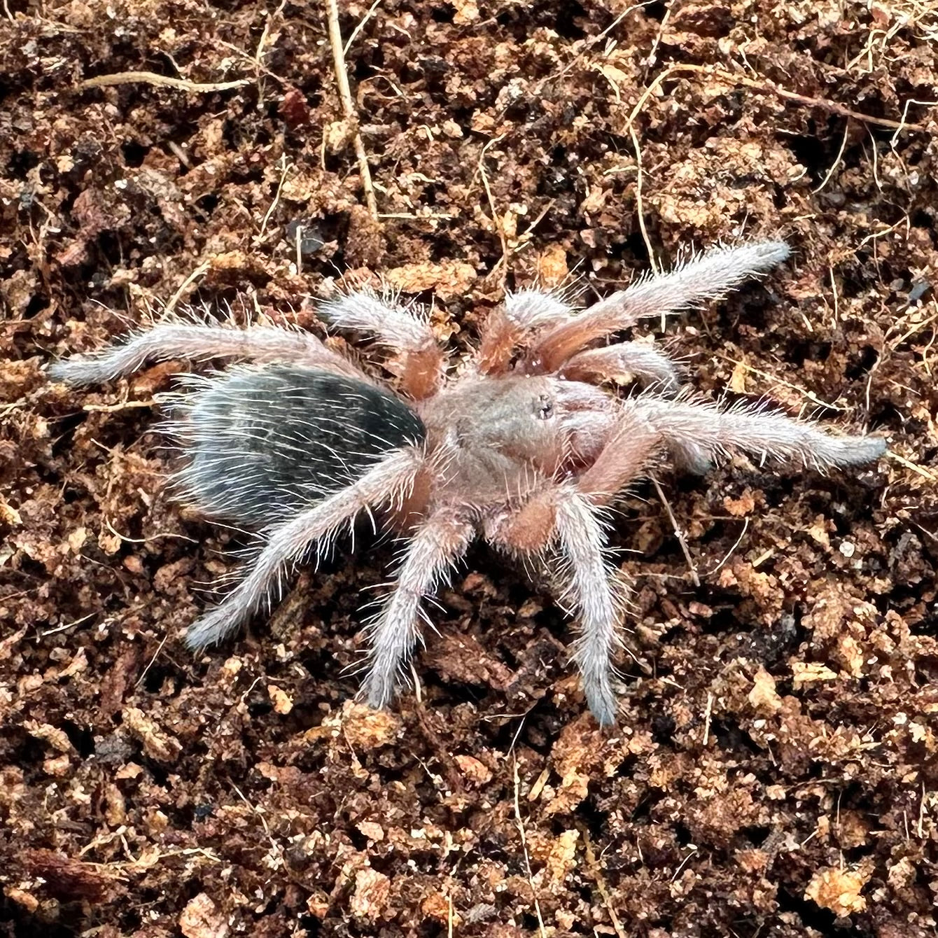 Grammostola rosea ~ (Chilean Rose Hair Tarantula) ¾" – Unsexed Sling