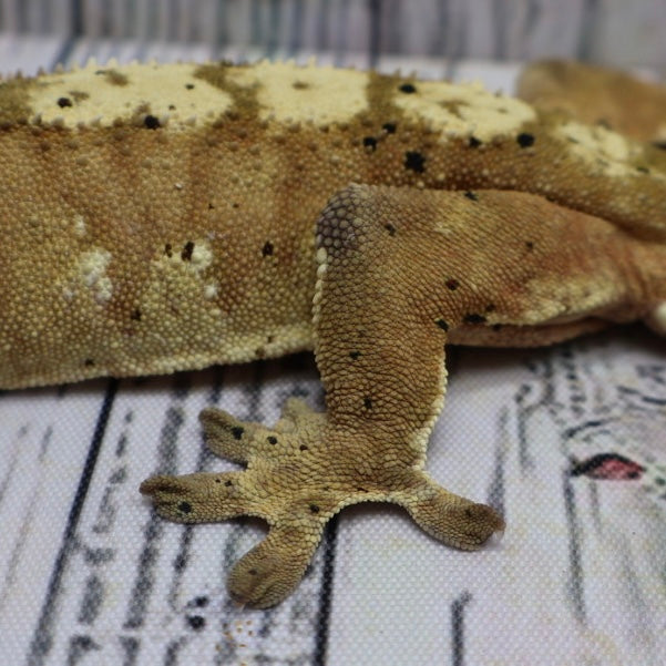 (#10) Yellow Harlequin Dalmatian Crested Gecko – Male Adult Proven Breeder