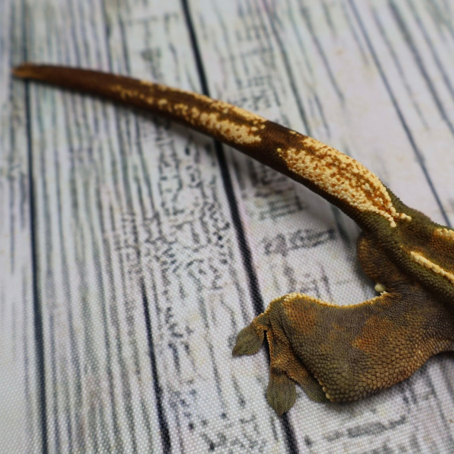 (#319) Red & Black Softscale Emptyback Pinstripe Crested Gecko – Male Adult Proven Breeder