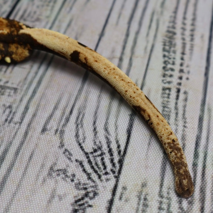 (#G125) Possible Fire Crested Gecko – Male Sub-Adult