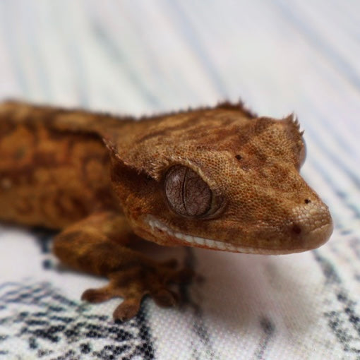 (#428) het Axanthic Crested Gecko – Unsexed