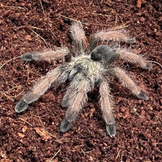 Psalmopoeus pulcher ~ (Panama Blonde Tarantula) 1.5" – Unsexed Juvenile