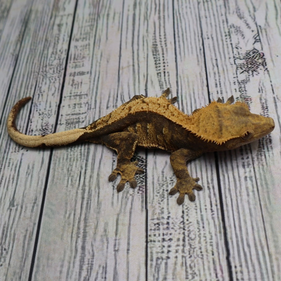 (#E20) Harlequin Softscale Crested Gecko – Female Sub-Adult