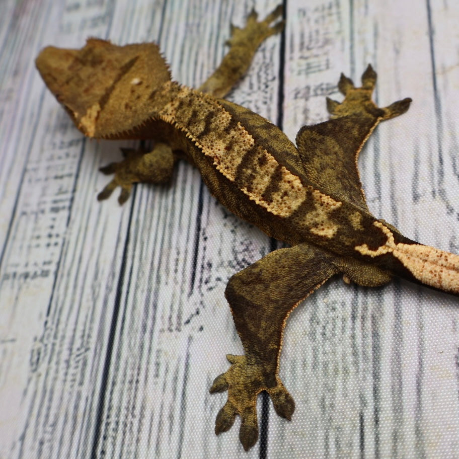 (#E16) Weird Tiger Crested Gecko – Male Sub-Adult