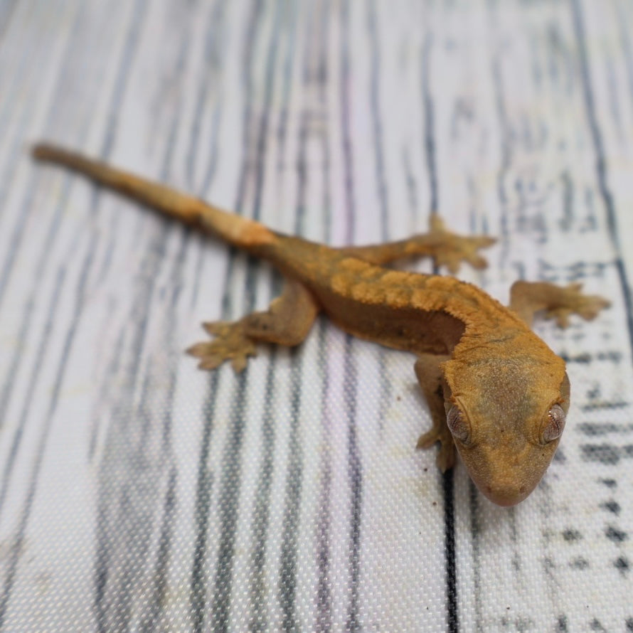 (#G200) Fire Crested Gecko – Baby Unsexed