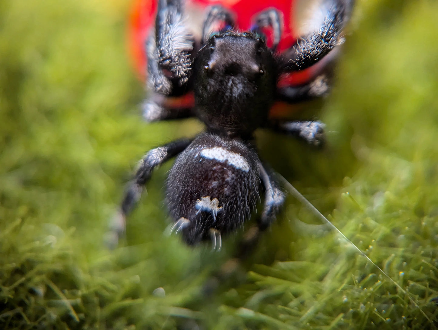 Regal Jumping Spider – Assorted Males (Phidippus regius, Sub-Adult to Adult)