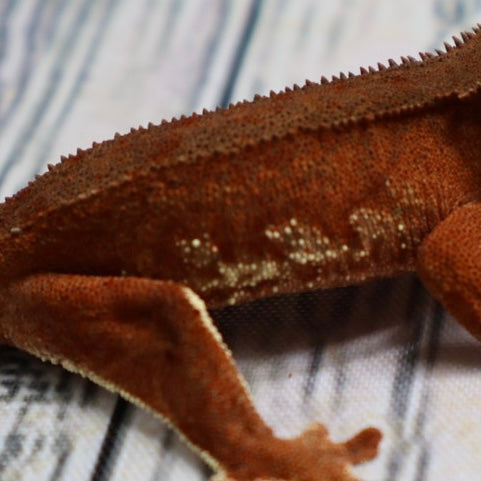 (#478) Phantom Lilly White Crested Gecko – Unsexed