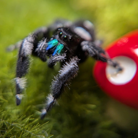Regal Jumping Spider – Assorted Males (Phidippus regius, Sub-Adult to Adult)