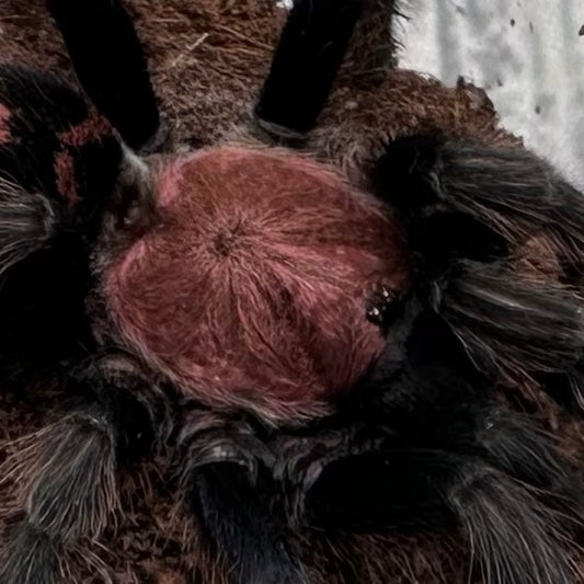 Davus pentaloris ~ (Guatemalan Tiger Rump Tarantula) 3" – Pair Sub-Adults