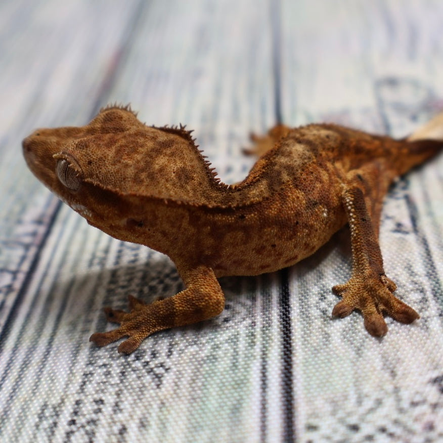 (#428) het Axanthic Crested Gecko – Unsexed
