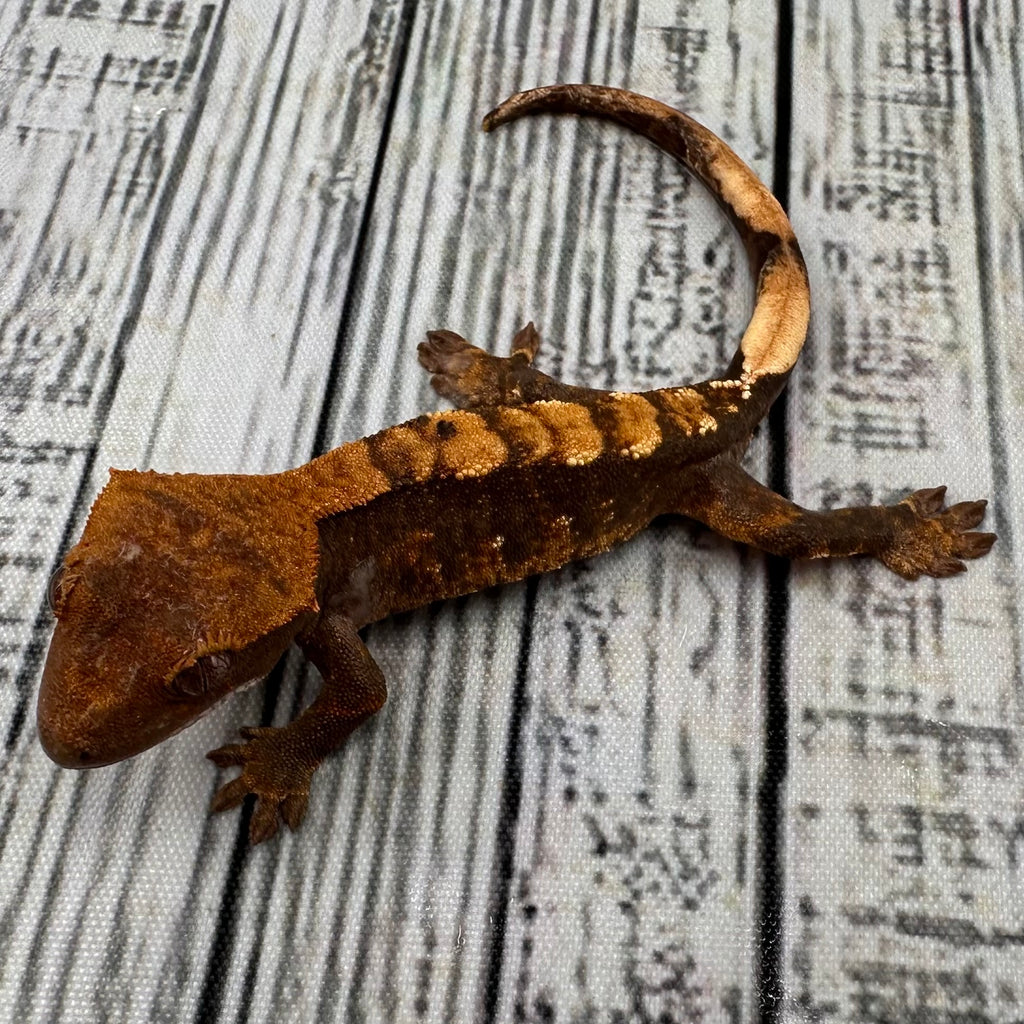 Flame Unsexed Crested Gecko (#R29)