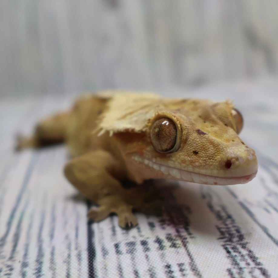 (#10) Yellow Harlequin Dalmatian Crested Gecko – Male Adult Proven Breeder