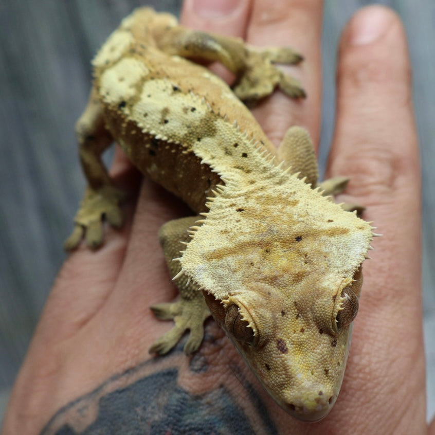 (#10) Yellow Harlequin Dalmatian Crested Gecko – Male Adult Proven Breeder