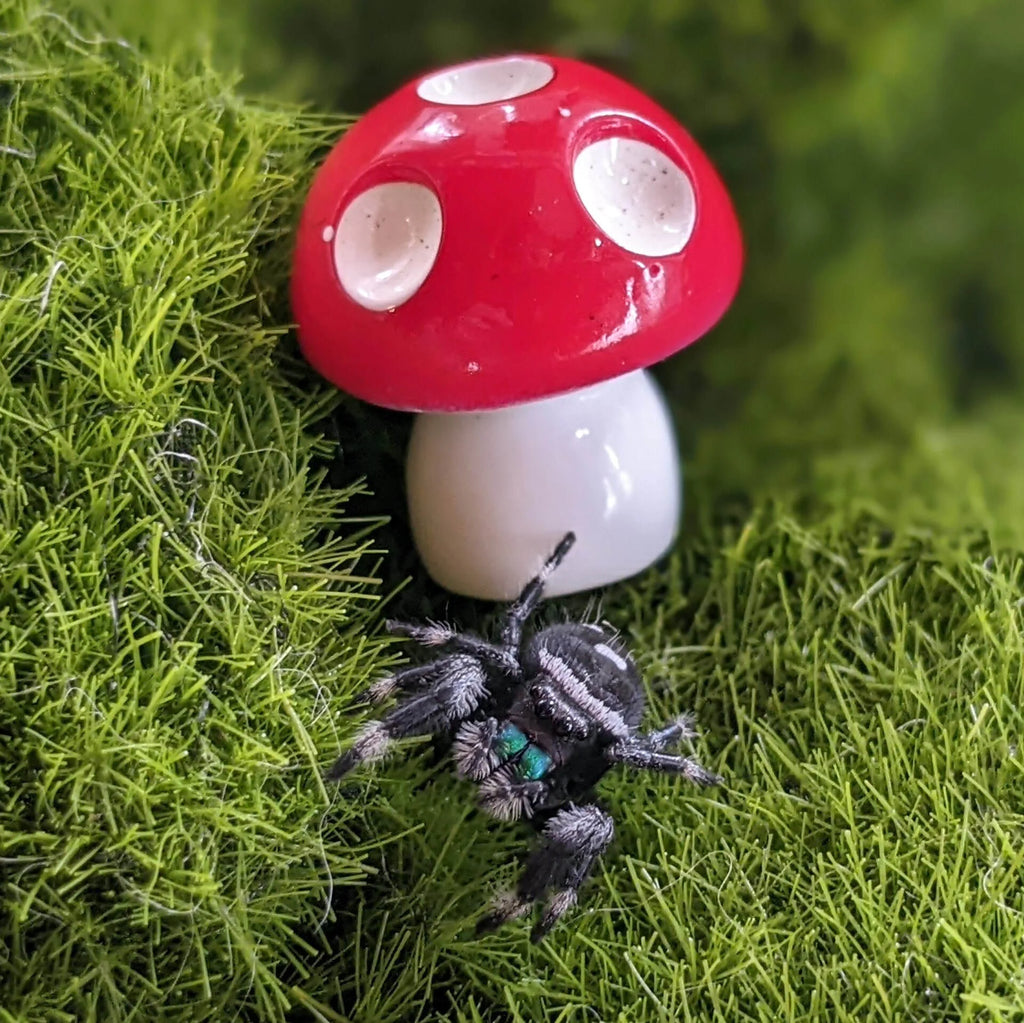 Regal Jumping Spider – Assorted Males (Phidippus regius, Sub-Adult to Adult)
