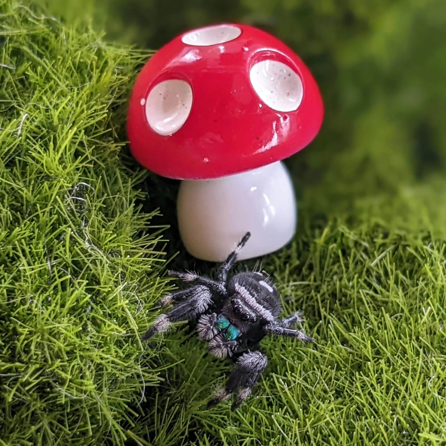 Regal Jumping Spider – Assorted Males (Phidippus regius, Large)