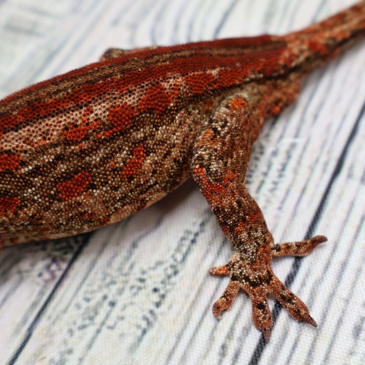 Phantom Eye High Red Stripe Gargoyle Gecko – Male {DEADPOOL LINE}