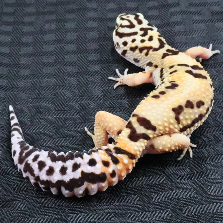 (#2) Bold Tangerine het Tremper Albino Leopard Gecko – Female