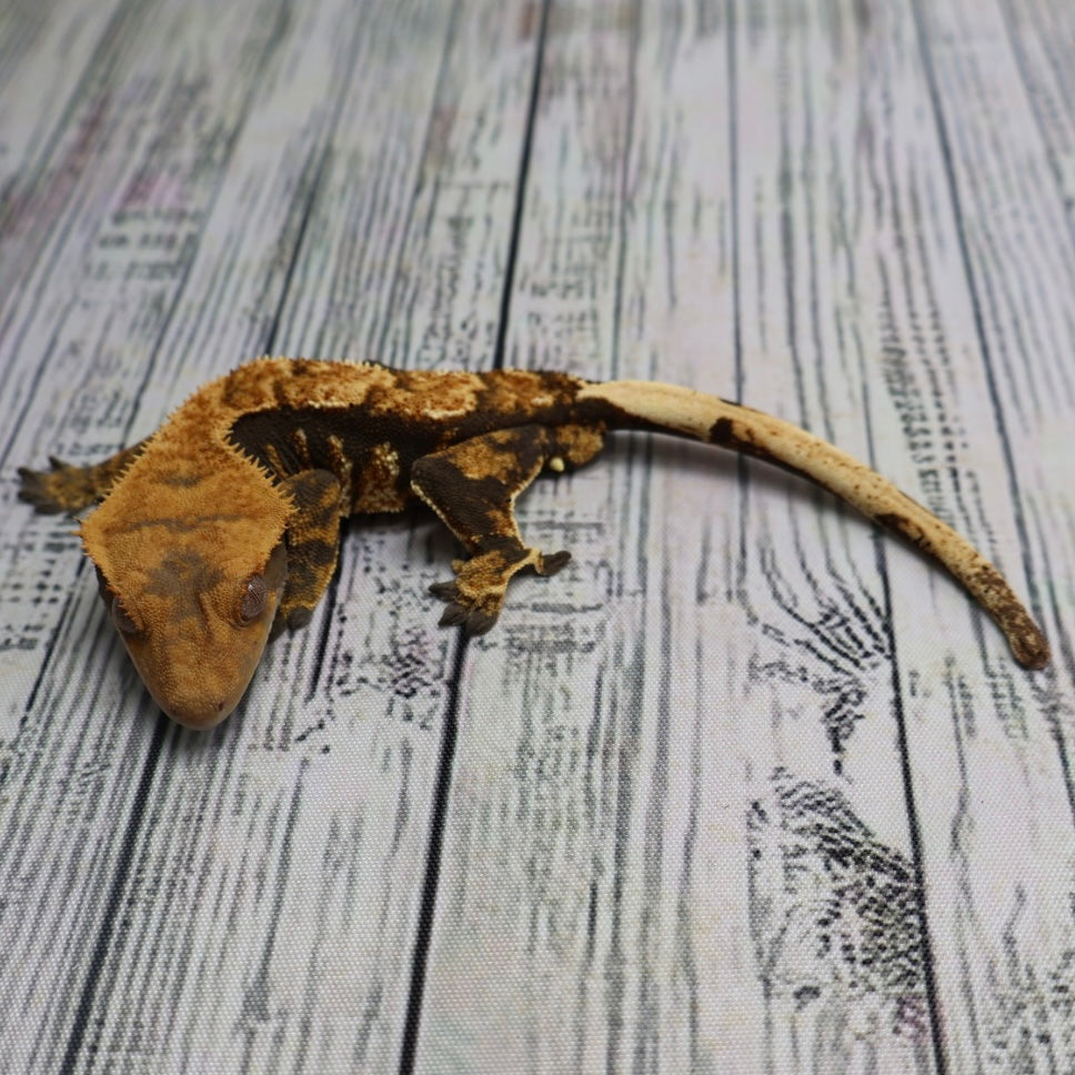 (#G125) Possible Fire Crested Gecko – Male Sub-Adult