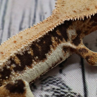 Lilly White Crested Gecko (#308)