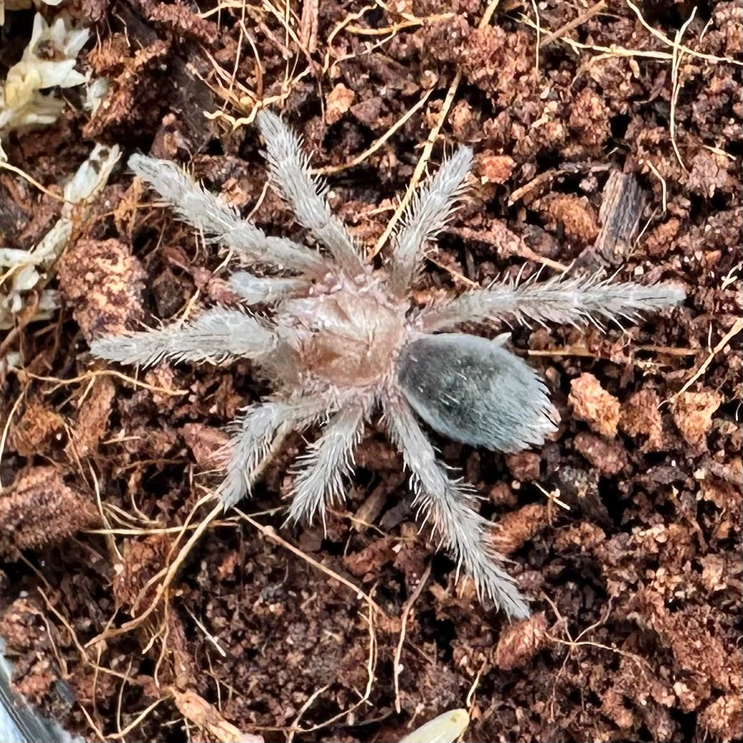 Grammostola pulchra ~ (Brazilian Black Tarantula) ½–¾" – Unsexed Sling