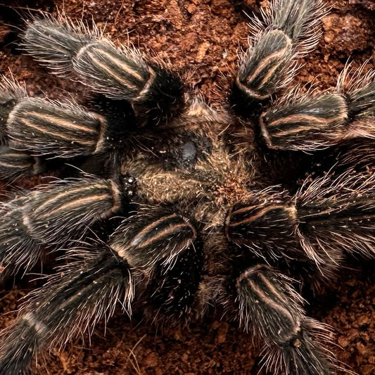 Thrixopelma sp. “Sullana” ~ (Sullana Velvet Tarantula) 3–4" – Female Adult