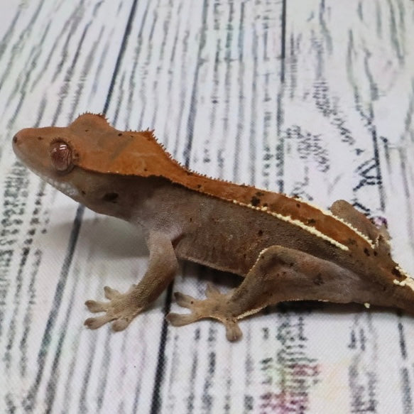 (#403) RCK Cappuccino Partial Pinstripe Dalmatian Crested Gecko