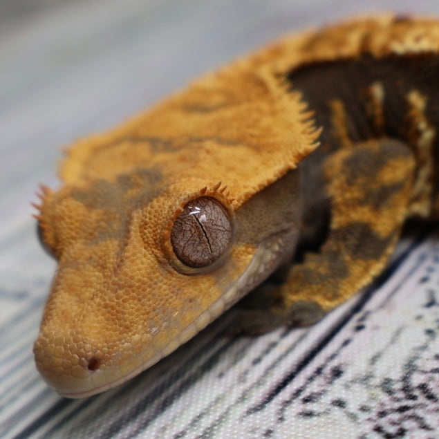 (#G125) Possible Fire Crested Gecko – Male Sub-Adult