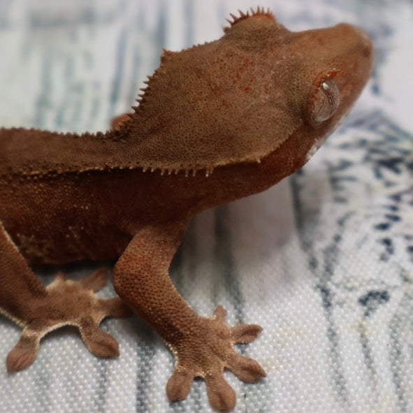 (#R2) Phantom Lily White Unsexed Crested Gecko