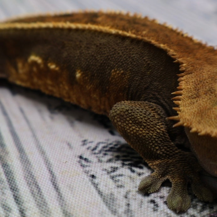 (#319) Red & Black Softscale Emptyback Pinstripe Crested Gecko – Male Adult Proven Breeder