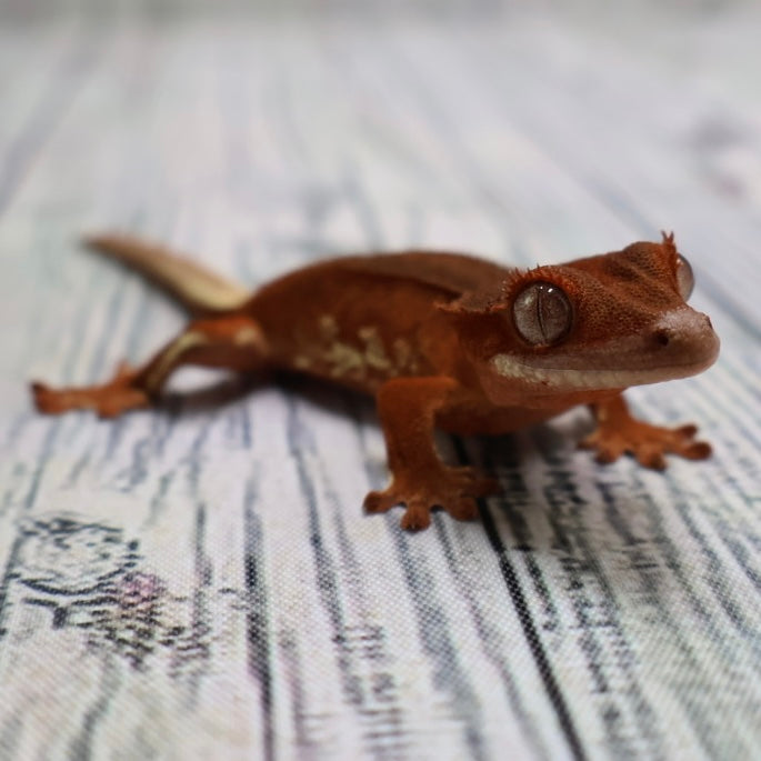 (#478) Phantom Lilly White Crested Gecko – Unsexed