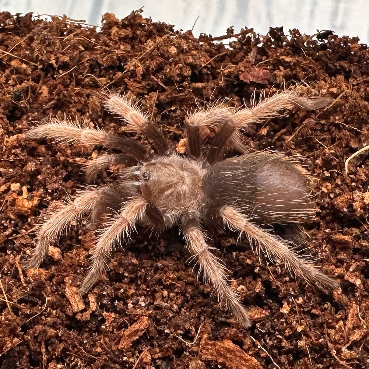 Brachypelma boehmei ~ (Mexican Fireleg Tarantula) ¾" – Unsexed Sling