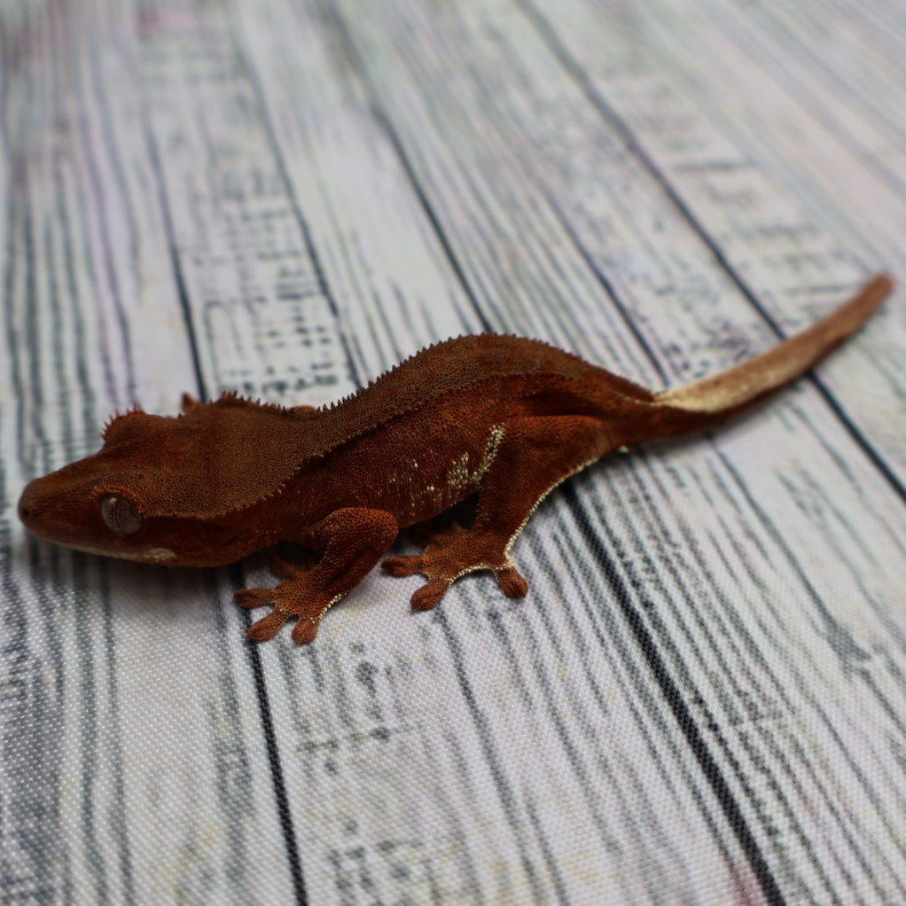 (#478) Phantom Lilly White Crested Gecko – Unsexed