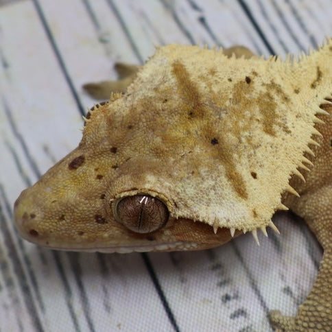 (#10) Yellow Harlequin Dalmatian Crested Gecko – Male Adult Proven Breeder