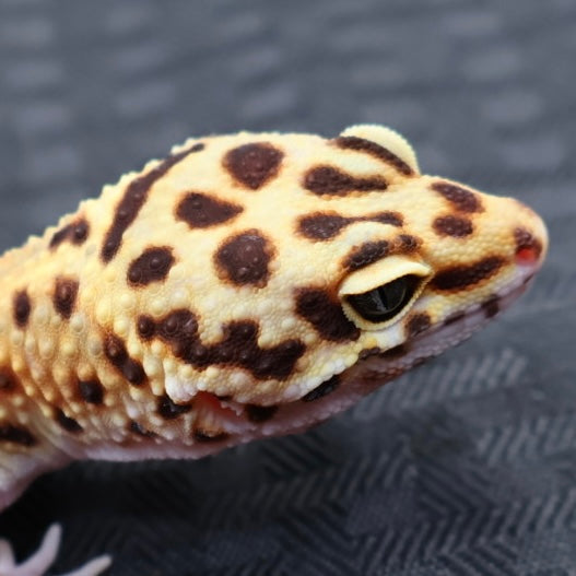 (#32) Tangerine Stripe Leopard Gecko – Male