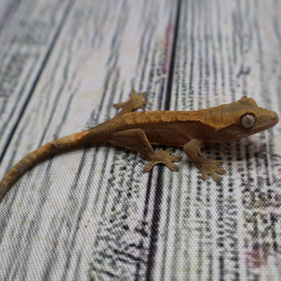 (#G200) Fire Crested Gecko – Baby Unsexed