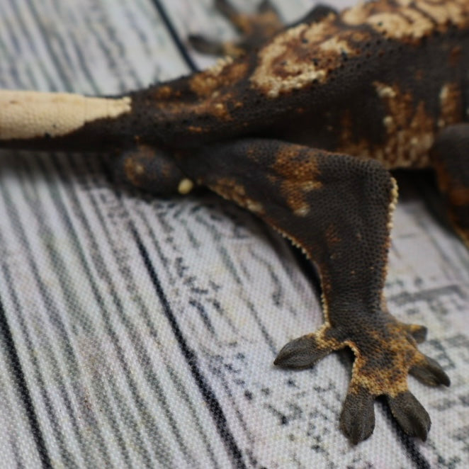 (#G131) Possible Fire Crested Gecko – Male Sub-Adult