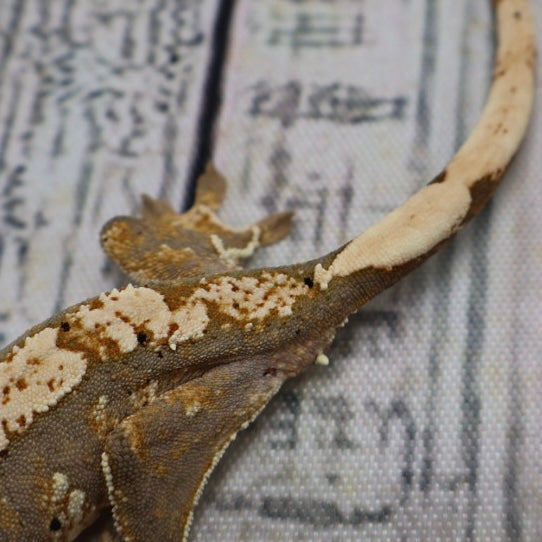 (#G118) Possible Fire Crested Gecko – Unsexed