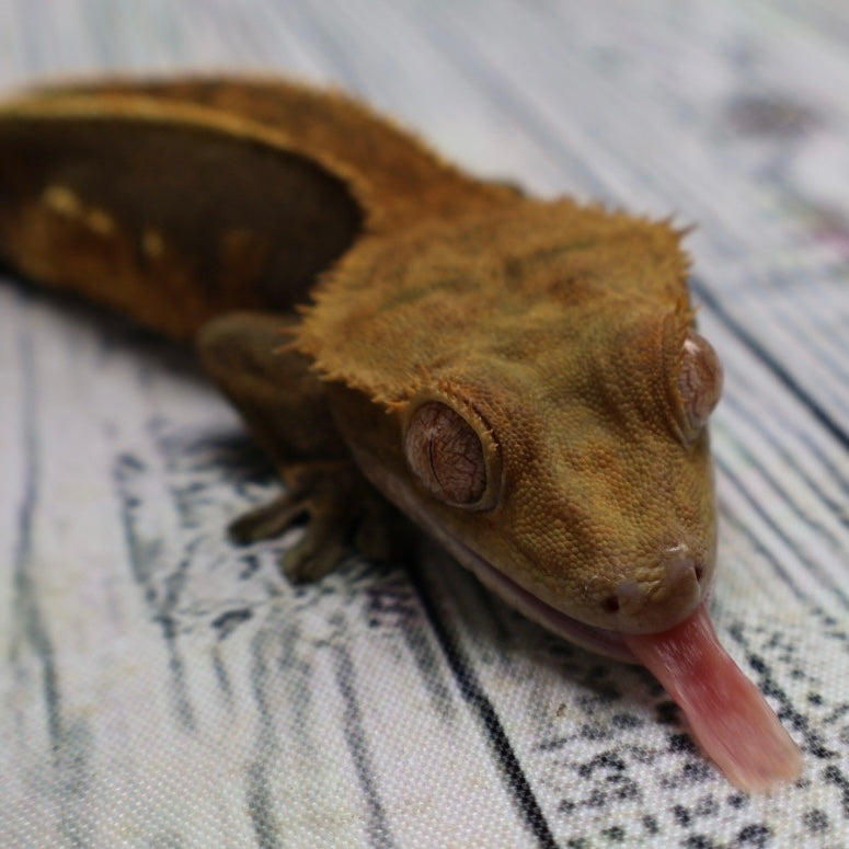 (#319) Red & Black Softscale Emptyback Pinstripe Crested Gecko – Male Adult Proven Breeder